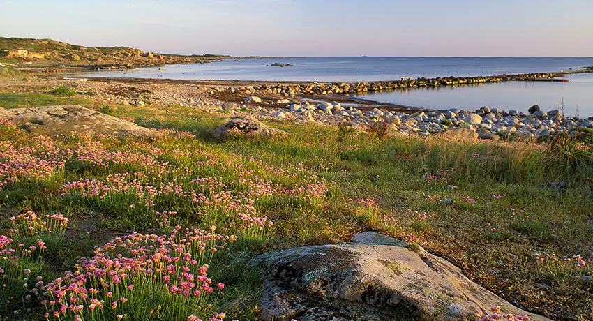  View of the Steninge Coast with flowering drift