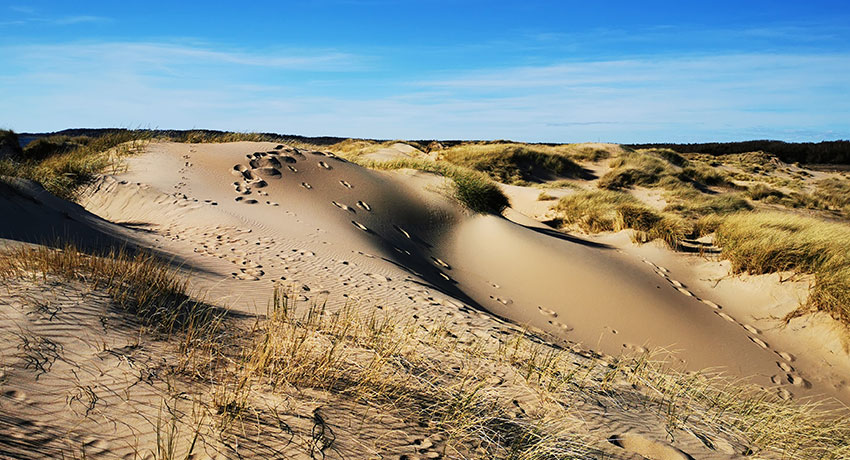 Lynga sanddyns stora sanddyner