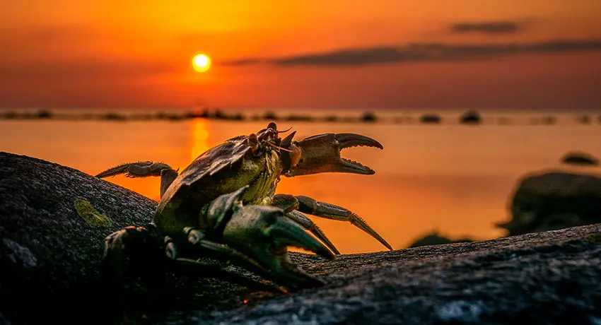 Krabba på stenar vid Steninges kust i solnedgången