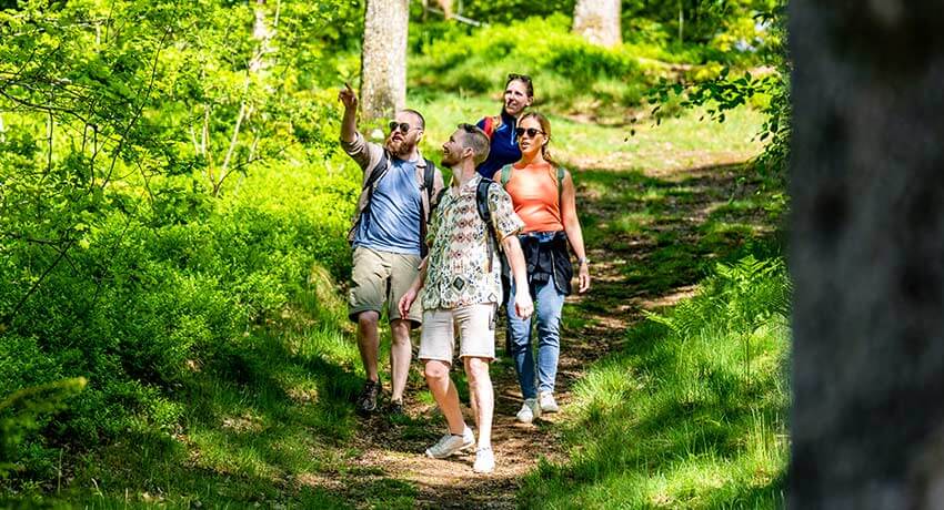 Fire vandrere i skoven i Halmstad