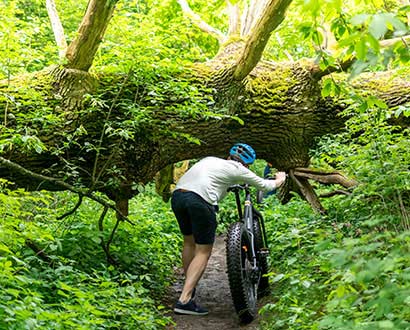 Person leder sin cykel under ett fallet träd