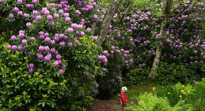 Rhododendronparken i blommar